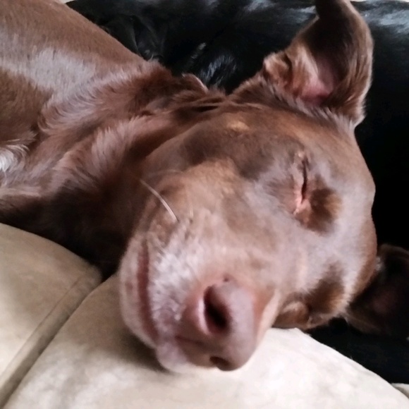 Meet your Posher, Dawn - Picture 1 of 1